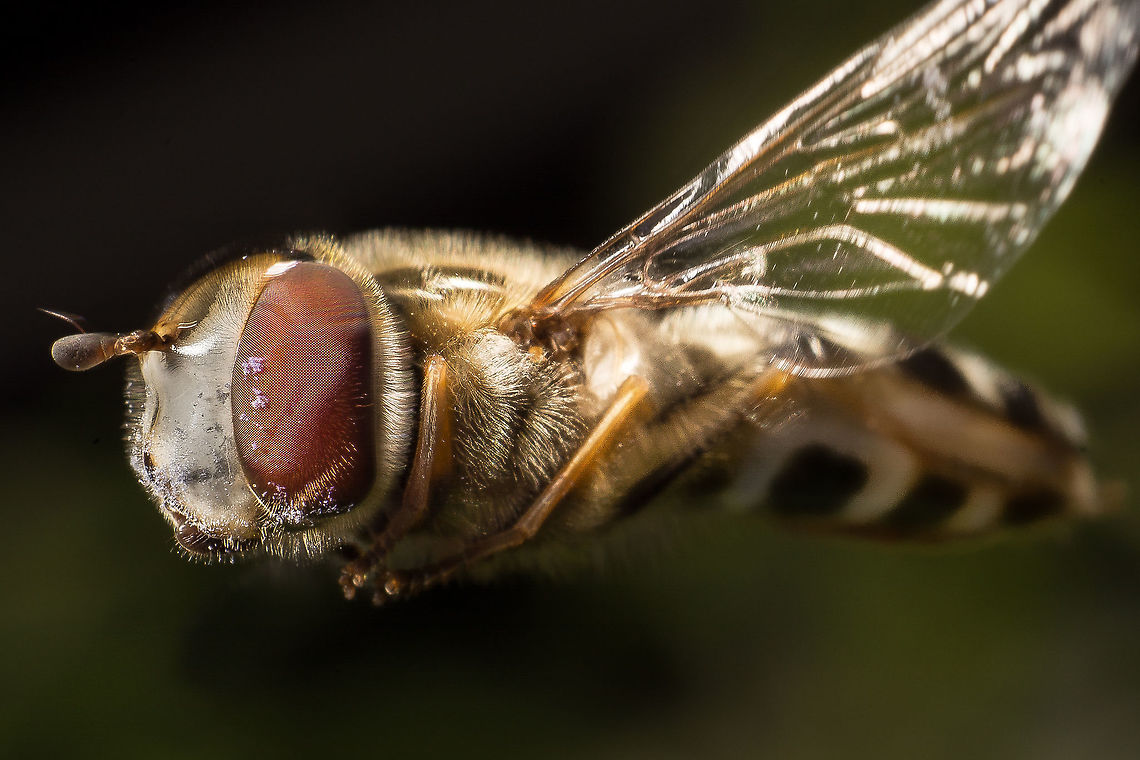 Scaeva pyrastri This is a Pied Hoverfly in flight. Made with a reversed 35mm lens. This is not a crop that is why the wing is chopped of in the picture. Geotagged,Netherlands,Scaeva pyrastri,Spring