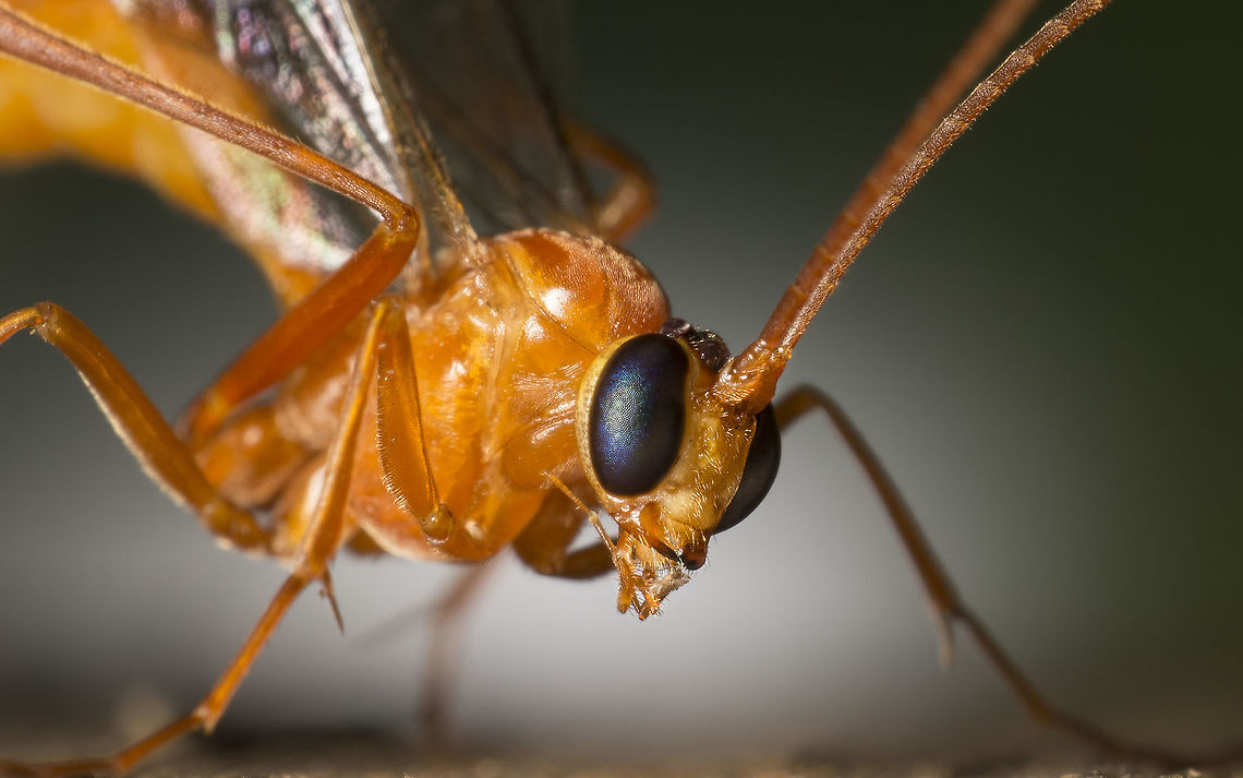 Ophion luteus This is the Yellow Ophion. Made with a reversed 28mm lens.<br />
<br />
Please click the load original feature (makes a big difference with this picture) Geotagged,Netherlands,Ophion luteus,Spring,Yellow Ophion