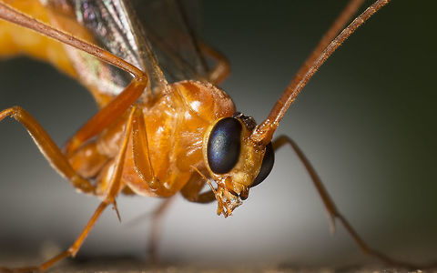 Ophion luteus This is the Yellow Ophion. Made with a reversed 28mm lens.

Please click the load original feature (makes a big difference with this picture) Geotagged,Netherlands,Ophion luteus,Spring,Yellow Ophion