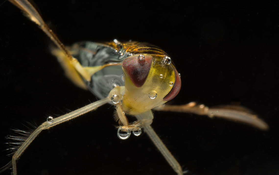 Corixa punctata Corixa punctata or lesser water boatman is one of the most common boatman species in Holland. <br />
Made with a reversed 28mm lens in my mini photo aquarium. Corixa punctata,Geotagged,Lesser water boatman,Netherlands,Spring