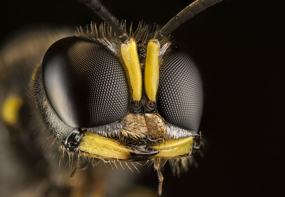 Ectemnius cephalotes Ectemnius cephalotes, translated in Dutch we call it a block head wasp (don&#039;t know the common English translation).<br />
<br />
Please click the &quot;load original&quot; option to zoom in on the compound eye&#039;s. Cabronidae,Ectemnius cephalotes,Geotagged,Hymenoptera,Netherlands,Summer