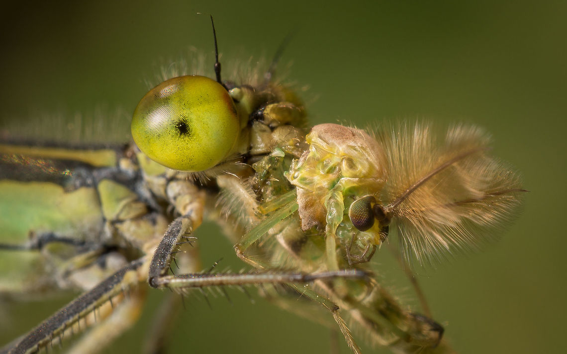 Damselfly with dinner A Damselfly with a Midge for dinner.<br />
 Geotagged,Netherlands,Summer