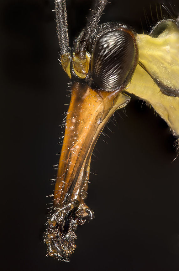 Panorpa communis This is a stack of a male scorpionfly (about 30 pictures). This of corse was a dead specimen caught in a horsefly trap. Normally i don&#039;t do a lot of big stack photography on dead critters, but this was something (i think) really worth doing a big stack on.  Common scorpionfly,Geotagged,Netherlands,Panorpa communis,Scorpion Fly,Summer