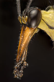 Panorpa communis This is a stack of a male scorpionfly (about 30 pictures). This of corse was a dead specimen caught in a horsefly trap. Normally i don't do a lot of big stack photography on dead critters, but this was something (i think) really worth doing a big stack on.  Common scorpionfly,Geotagged,Netherlands,Panorpa communis,Scorpion Fly,Summer