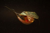 Triops This is a Triops. I gave my son one of those triops breeding kits. It was a big succes!<br />
This one lived just under three months which is very old for a triops. Picture made with a revesed 35mm pentax lens Geotagged,Netherlands,Spring,Triops,Triops longicaudatus