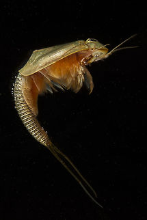Triops longicaudatus This is the same Triops as my previous upload. A cool thing is, the day before this picture was taken he lost the tip of the left tail between the pebbles in the aquarium . If you look closely you can see a red dot on the tail. The part under the red dot grew back in only one day!
(you can also see it clearly in the previous picture) Geotagged,Netherlands,Spring,Triops longicaudatus