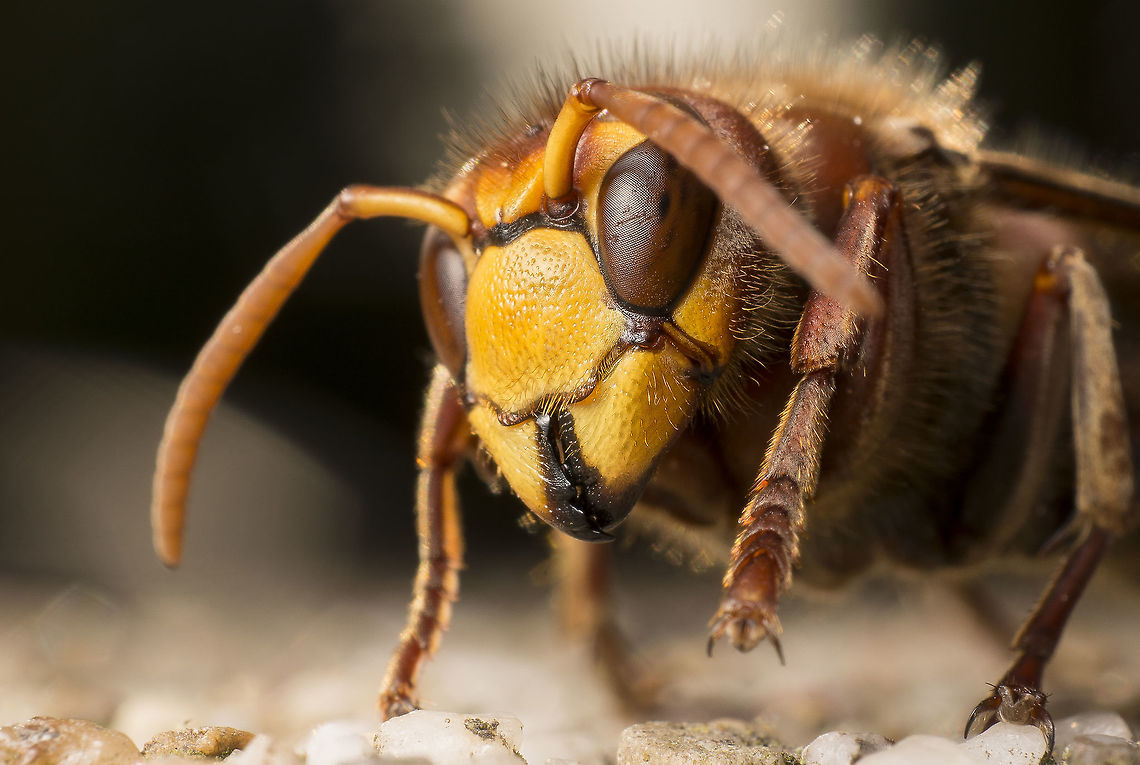 European hornet This is a European hornet, Really imposing animals! you can clearly hear them flying around you. I took this picture in our orchard, they take other flying insects down with great ease, but here you can clearly see the scars on the eyes other insects left behind.<br />
 European Hornet,Geotagged,Netherlands,Summer,Vespa crabro