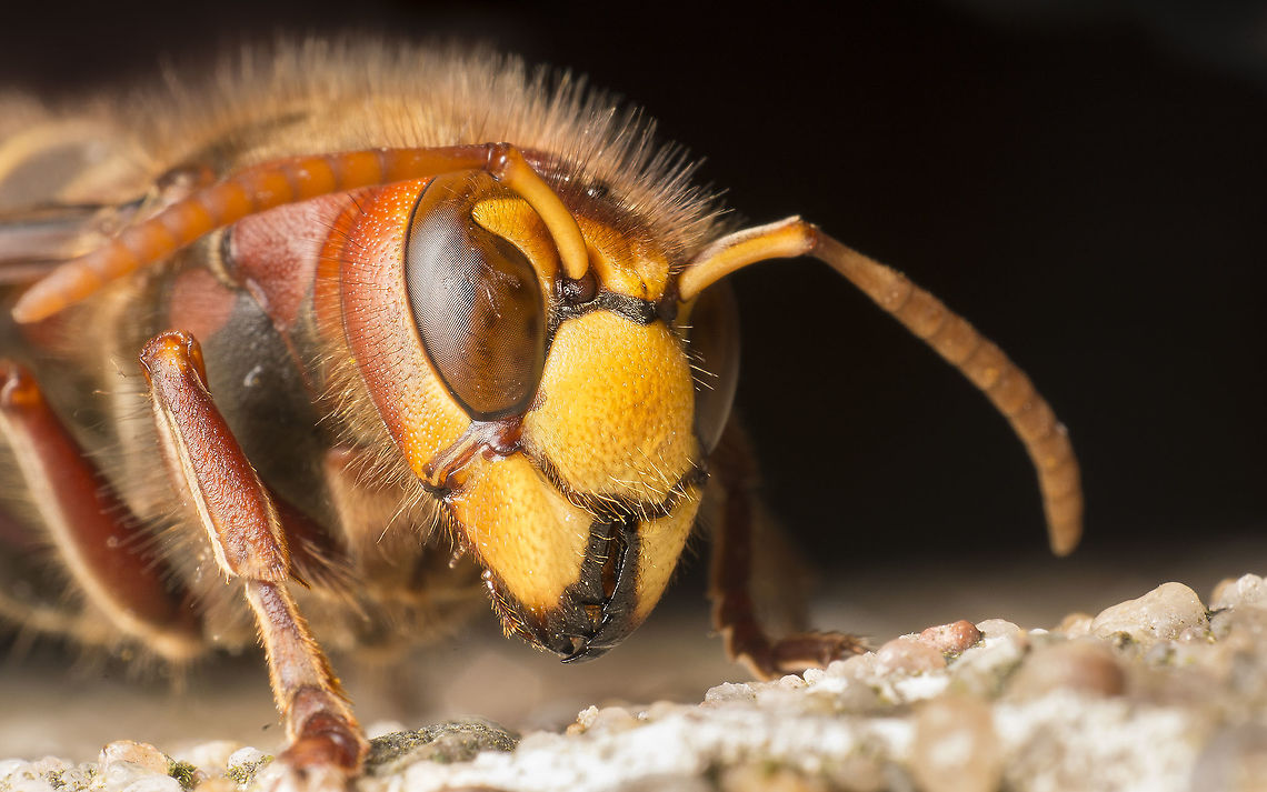 European hornet This is a different hornet than in my previous upload, This one also has a lot of scars on the eyes from all the air battles.<br />
For these pictures i smeared a very rotten apple on a concrete table. And you don&#039;t have to wait long before the wasps dig in, until a hornet shows up, when it does all the other wasps and insects are gone leaving only the hornet to photograph.  European Hornet,Geotagged,Netherlands,Summer,Vespa crabro