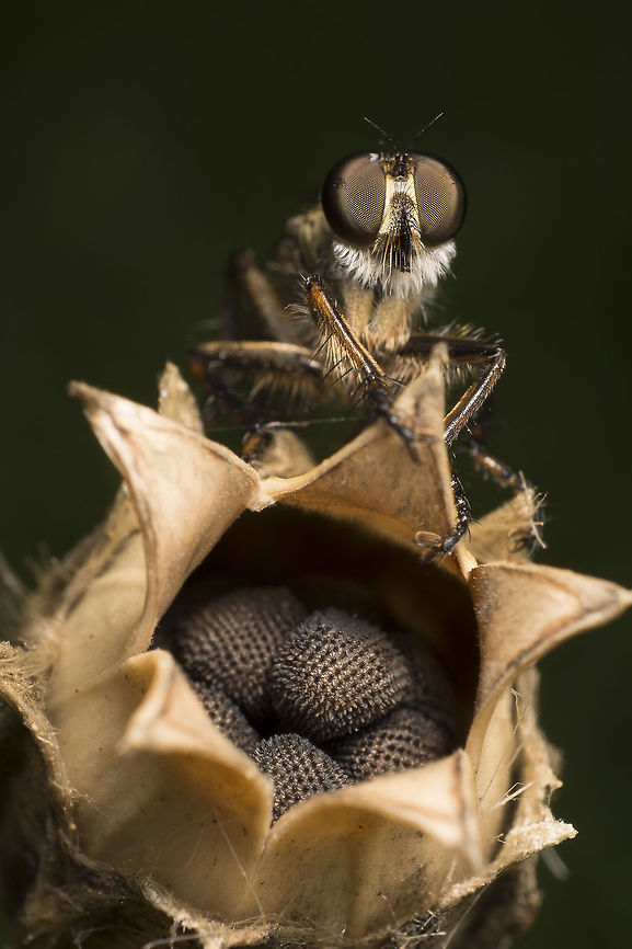 Santa claus is early this year I dont know what plant this robber fly was holding on to, and also don't know what kind of robber fly this is. Maybe someone can help me with it?<br />
<br />
Please click the load original button. Geotagged,Netherlands,Summer