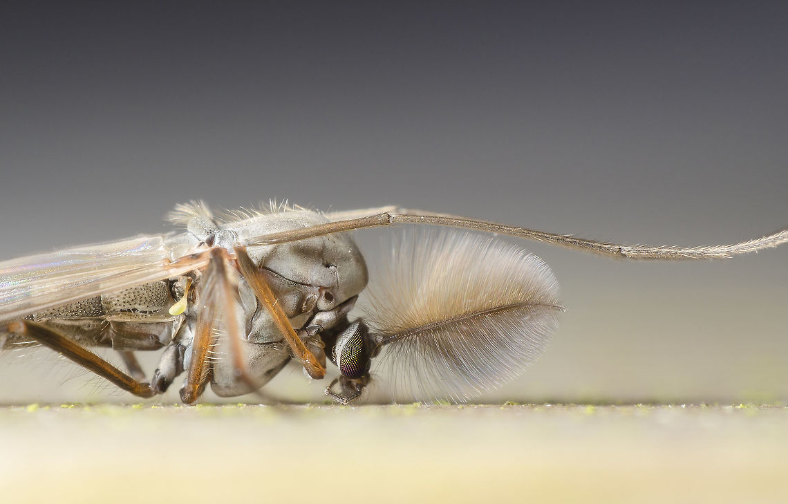 Chironomus plumosus ♂ This picture was taken laying down under a wooden swing, i took the picture pointing the camera up towards the bright blue sky. <br />
Made with a reversed 28mm lens Chironomus plumosus,Geotagged,Netherlands,Summer