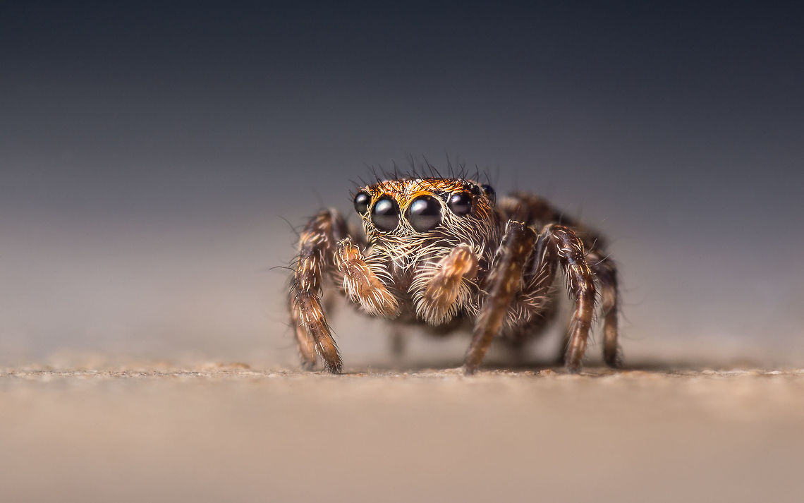 Pseudeuophrys lanigera One of my favorite jumping spiders. This picture was also (like my previous upload) made with a sunny bright blue sky as a background so even with a flash used, the background with a reversed lens doesn&#039;t always have to be pitch black. Geotagged,Netherlands,Pseudeuophrys lanigera,Winter