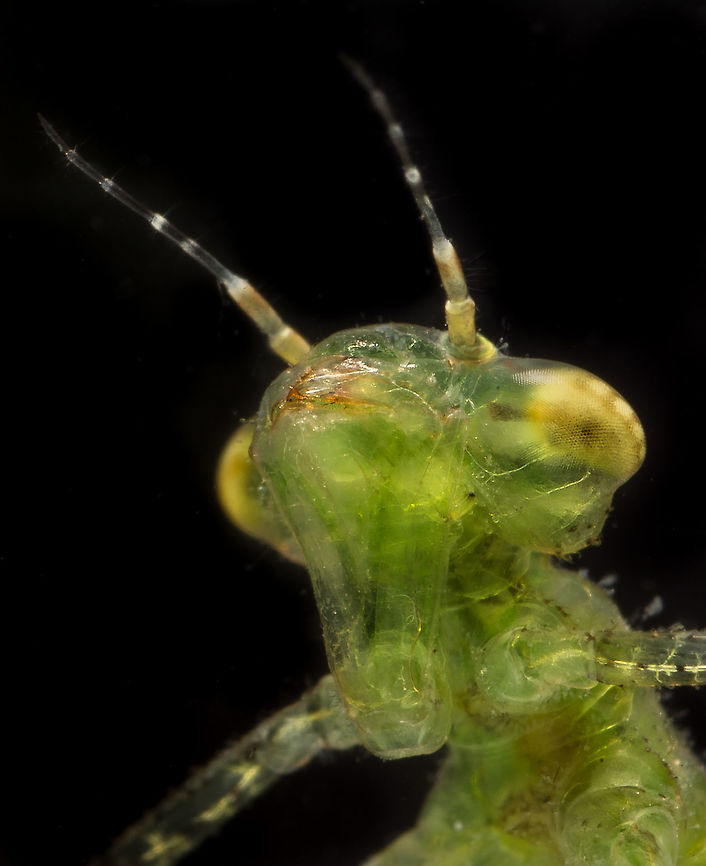 Et phone home This is the nimf of a small dragonfly. I really don't know what species. But ET just got home :) Geotagged,Netherlands,Spring