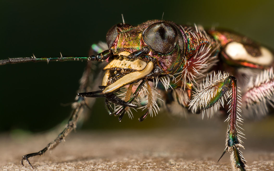 Cicindela hybrida The northern dune tiger beetle. I think this is one of the most beautiful bugs in holland. I can only find them in a very small region near some very old settlements (fort de Roovere) in Bergen op Zoom. The map is pint point accurate so if anyone also whats to photograph them this is where u need to be, and in summer there are a lot of them in that exact region. Cicindela hybrida,Geotagged,Netherlands,Six-spotted tiger beetle,Spring