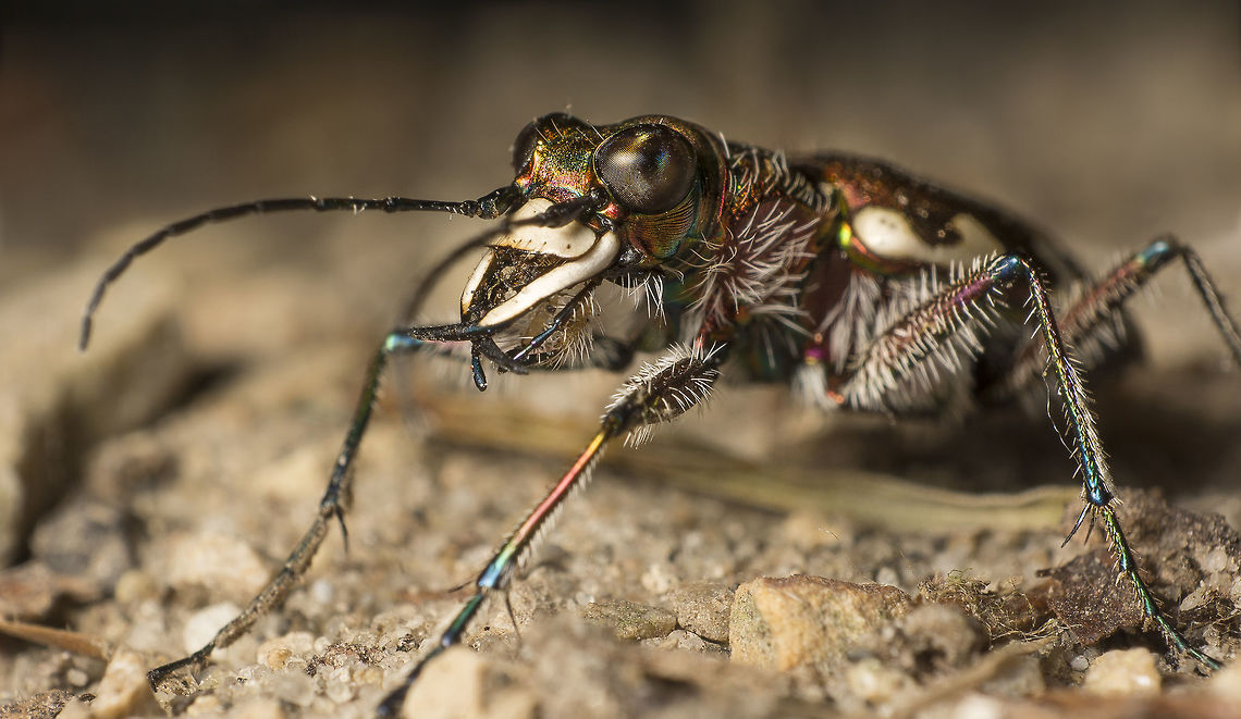 Cicindela hybrida The northern dune tiger beetle. I think this is one of the most beautiful bugs in holland. I can only find them in a very small region near some very old settlements (fort de Roovere) in Bergen op Zoom. The map is pint point accurate so if anyone also whats to photograph them this is where u need to be, and in summer there are a lot of them in that exact region.<br />
 Cicindela hybrida,Geotagged,Netherlands,Six-spotted tiger beetle,Spring
