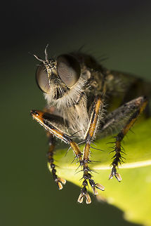 Robber fly I am not very good with identifying robber fly's, maybe someone can help me with this one?
Made with a reversed 28mm lens on F16.

Please click the load original button i don't know why but it does a lot with the color (like it is supposed to be). Geotagged,Netherlands,Summer