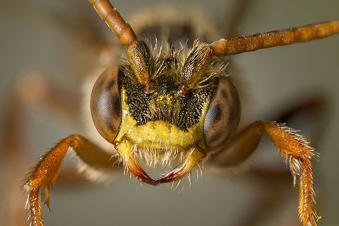 Nomada signata I took this picture on a very weird day, one moment it was sun all over and a few minutes later pouring rain. But the bee stood his ground between the laurier leaves, and i could take a lot of pictures between the heavy rainfall. Geotagged,Netherlands,Nomada signata,Spring