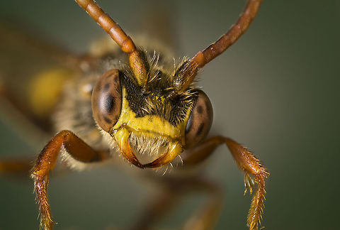 Nomada signata The same one as in my previous upload. Geotagged,Netherlands,Nomada signata,Spring