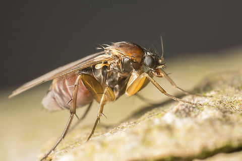 Name Unknown This is one for the members here that like to do determination.
It has been on quite a bit of determination sites and nobody knows what this is. I have a lot of books on determination but this one is not in one of them. The only thing i can say about it is that there where hundreds of them on a Platanus tree but not on any other tree close to the Plantanus (so maybe it can say something about the species). Geotagged,Netherlands,Summer