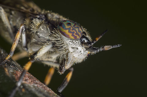 Haematopota pluvialis ♀ The female common Horse Fly made with a reversed 28mm lens. Geotagged,Haematopota pluvialis,Netherlands,Summer