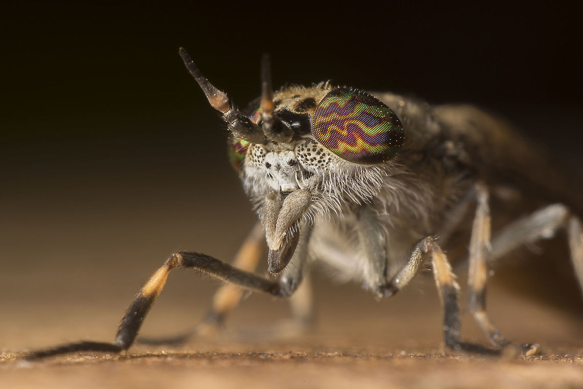 Haematopota pluvialis ♀ The female common Horse Fly made with a reversed 28mm lens. Geotagged,Haematopota pluvialis,Netherlands,Summer