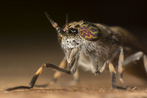 Haematopota pluvialis ♀ The female common Horse Fly made with a reversed 28mm lens. Geotagged,Haematopota pluvialis,Netherlands,Summer