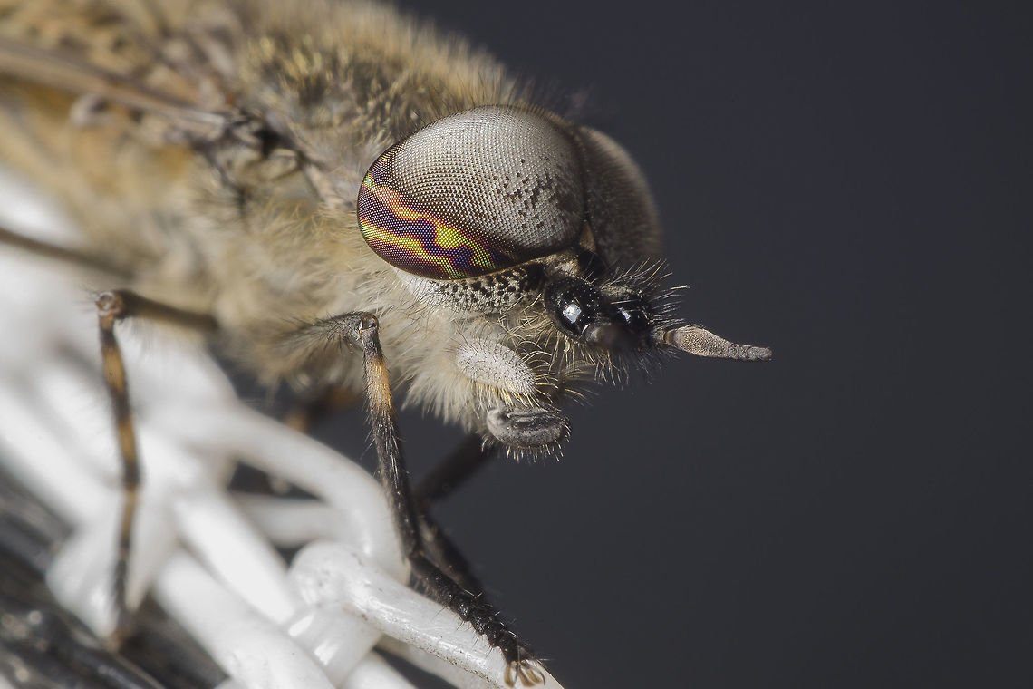 Haematopota pluvialis ♂ This is het male Haematopota pluvialis. also made with a reversed 28mm lens.<br />
<br />
Please click the load original button (does a lot with the color) Could this mabe have something to do with with the RGB options in the camera? i use Adobe RGB not the standard S RGB. Geotagged,Haematopota pluvialis,Netherlands,Summer