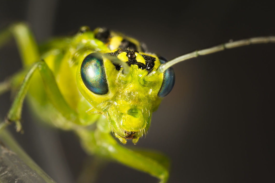 Rhogogaster punctulata One of the best looking critters in Holland i think. But very hard to get a good picture of these beautiful alien looking wasps. <br />
(made this with a reversed 28mm on f16)<br />
 Geotagged,Netherlands,Rhogogaster punctulata,Summer
