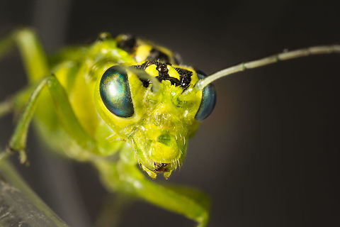 Rhogogaster punctulata One of the best looking critters in Holland i think. But very hard to get a good picture of these beautiful alien looking wasps. 
(made this with a reversed 28mm on f16)
 Geotagged,Netherlands,Rhogogaster punctulata,Summer