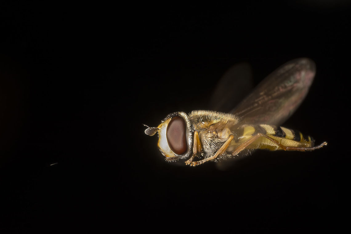 Episyrphus balteatus A marmalade hoverfly.  I really don&#039;t know what the tiny stripe on the picture is but it looked like it was chasing it. Episyrphus balteatus,Geotagged,Marmalade Hoverfly,Netherlands,Summer