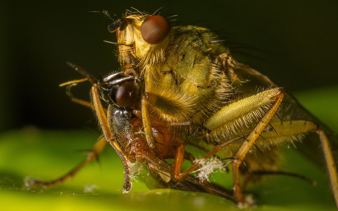 Scathophaga stercoraria This is a Scathophaga stercoraria, in dutch strontvieg witch means basically Shit Fly. They like to get nectar from flowers but like you can see here can also be carnivores.  Golden dung fly,Scathophaga stercoraria