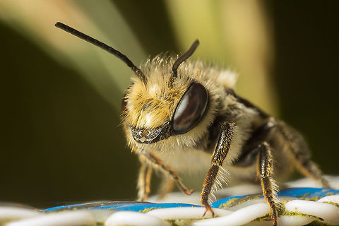 Bee Recently my father bought a Canon 60d to use next to his 5D markIII, so i went testing it with a reversed 28mm Nikon lens. Then i saw this little bee and could take a few shots. I don't know what kind of bee it is, so maybe someone here can help me with it? Geotagged,Netherlands,Summer