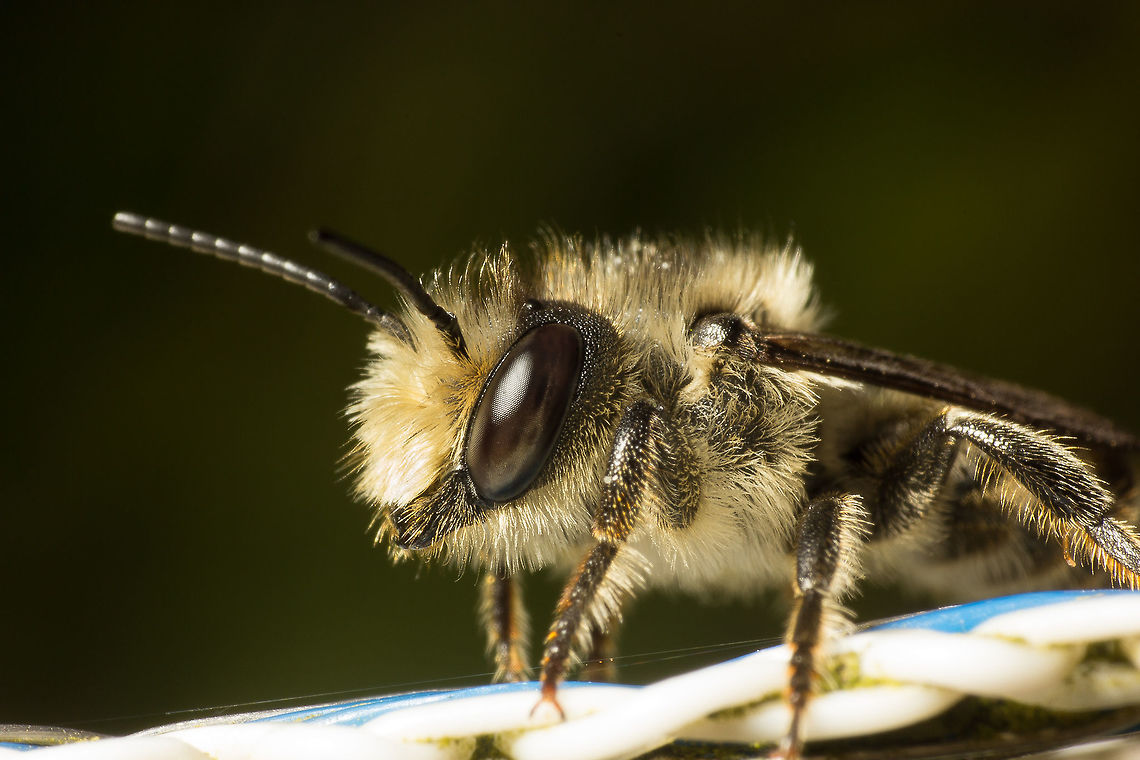 Bee This is the same bee as in my previous upload. I don't know what kind of bee it is, so maybe someone here can help me with it? Geotagged,Netherlands,Summer