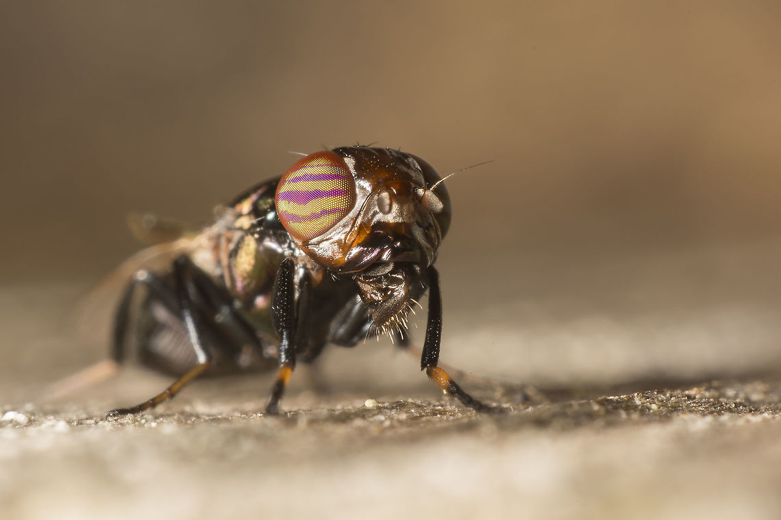 Physiphora alceae Physiphora alceae made with a reversed 20mm lens Geotagged,Netherlands,Physiphora alceae,Summer