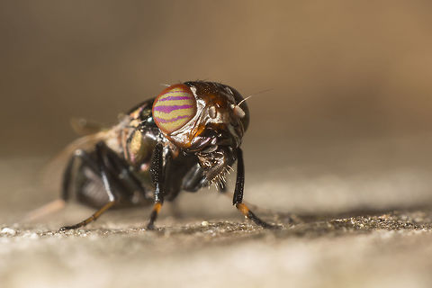 Physiphora alceae Physiphora alceae made with a reversed 20mm lens Geotagged,Netherlands,Physiphora alceae,Summer