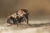 Physiphora alceae Physiphora alceae made with a reversed 20mm lens Geotagged,Netherlands,Physiphora alceae,Summer