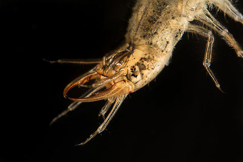 Great diving beetle larva Definitely one of the most voracious killers in a pond. They will eat everything that moves. For this picture i caught two of them and put them in my small 'photo aquarium' but sadly after a few minutes i only had this one (the smaller one) left with a body that suddenly was not so transparent anymore, and also a lot bigger. At least he had a good dinner before returning to the pond! :) Dytiscus marginalis,Geotagged,Great diving beetle,Netherlands,Summer,larva