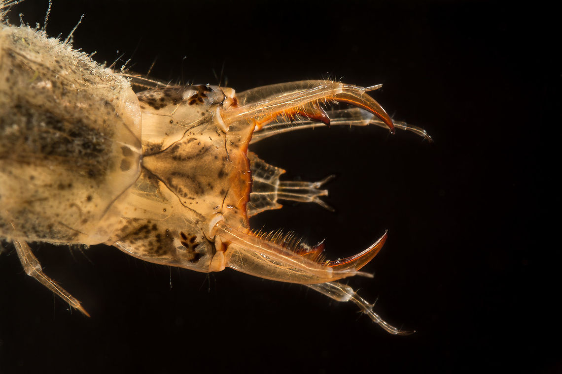 Great diving beetle larva Definitely one of the most voracious killers in a pond. They will eat everything that moves. For this picture i caught two of them and put them in my small &#039;photo aquarium&#039; but sadly after a few minutes i only had this one (the smaller one) left with a body that suddenly was not so transparent anymore, and also a lot bigger. At least he had a good dinner before returning to the pond! :) Dytiscus marginalis,Geotagged,Great diving beetle,Larvae,Netherlands,Summer,larva,water beetle