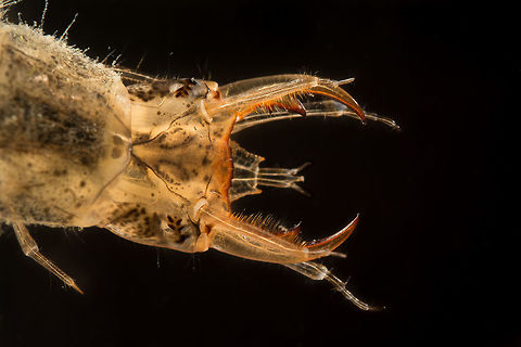 Great diving beetle larva Definitely one of the most voracious killers in a pond. They will eat everything that moves. For this picture i caught two of them and put them in my small 'photo aquarium' but sadly after a few minutes i only had this one (the smaller one) left with a body that suddenly was not so transparent anymore, and also a lot bigger. At least he had a good dinner before returning to the pond! :) Dytiscus marginalis,Geotagged,Great diving beetle,Larvae,Netherlands,Summer,larva,water beetle