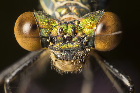 Chalcolestes viridis Chalcolestes viridis. made with a reversed 28mm lens. Chalcolestes viridis,Geotagged,Netherlands,Summer,Willow Emerald Damselfly