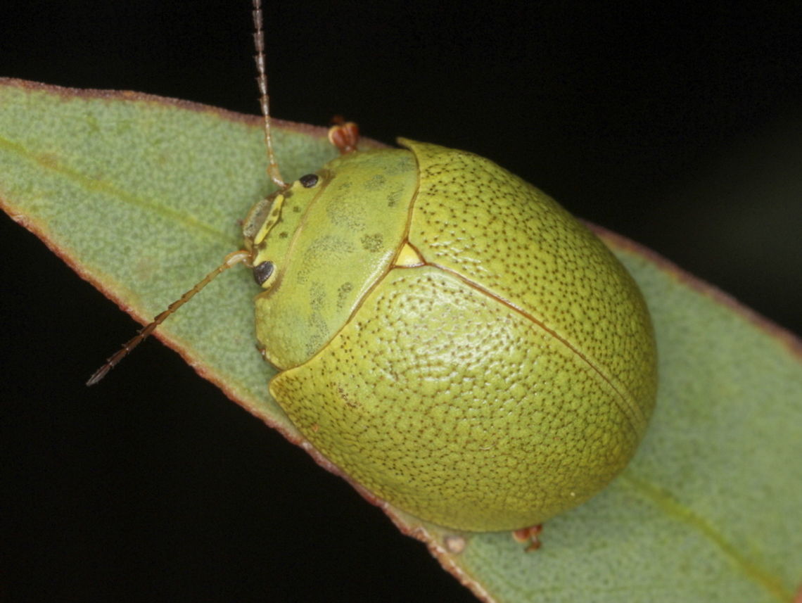 Paropsis glauca Big Desert This bright green leaf beetle is well camouflaged in the foliage.  It is restricted to mallee gums in desert regions.  Australia,Geotagged,Paropsis,Paropsis glauca,Spring,big desert,chrysomelidae,coleoptera