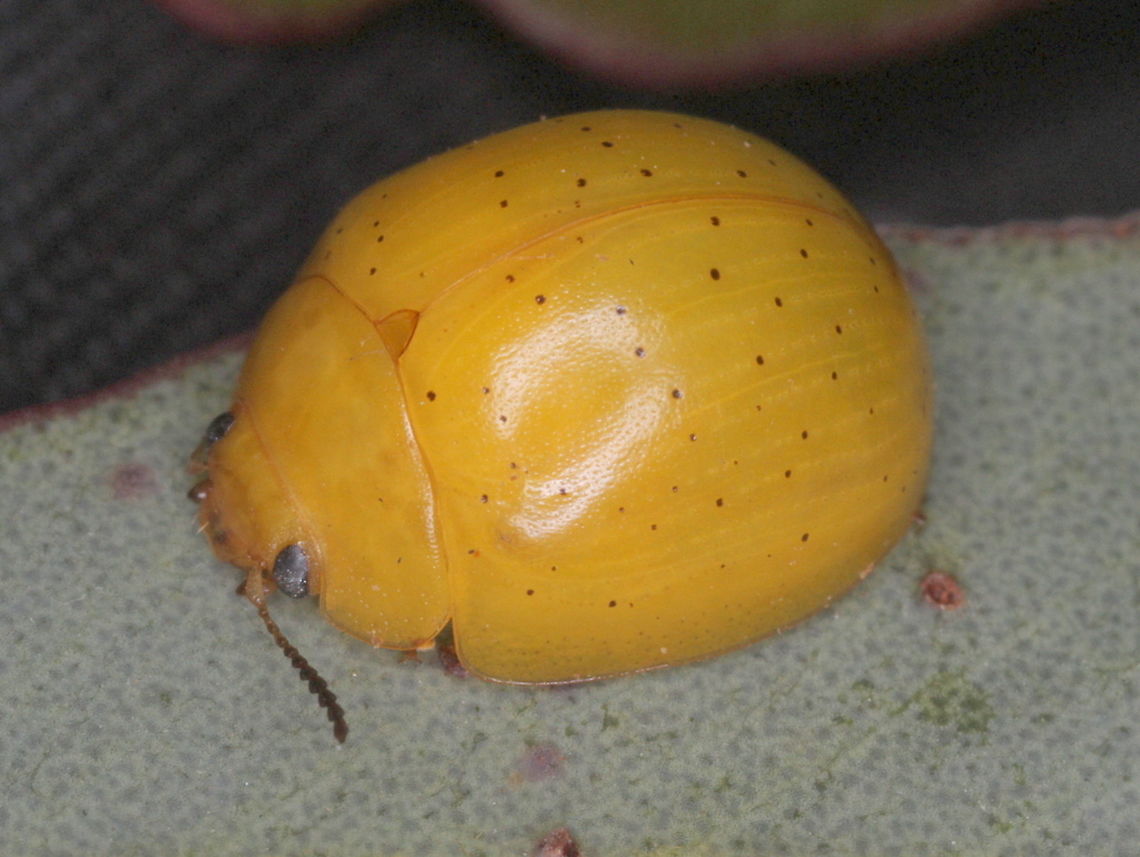 Paropsisterna remota This small yellow beetle is strongly hemispherical.  It belongs to a small species group within Paropsisterna bearing rows of black dots along ten rows of very fine puncturations.    This species was found on mallee gum.  Australia,Chrysomelidae,Geotagged,Paropsisterna,Paropsisterna madida,Paropsisterna remota,Spring,big desert,coleoptera,leaf beetle