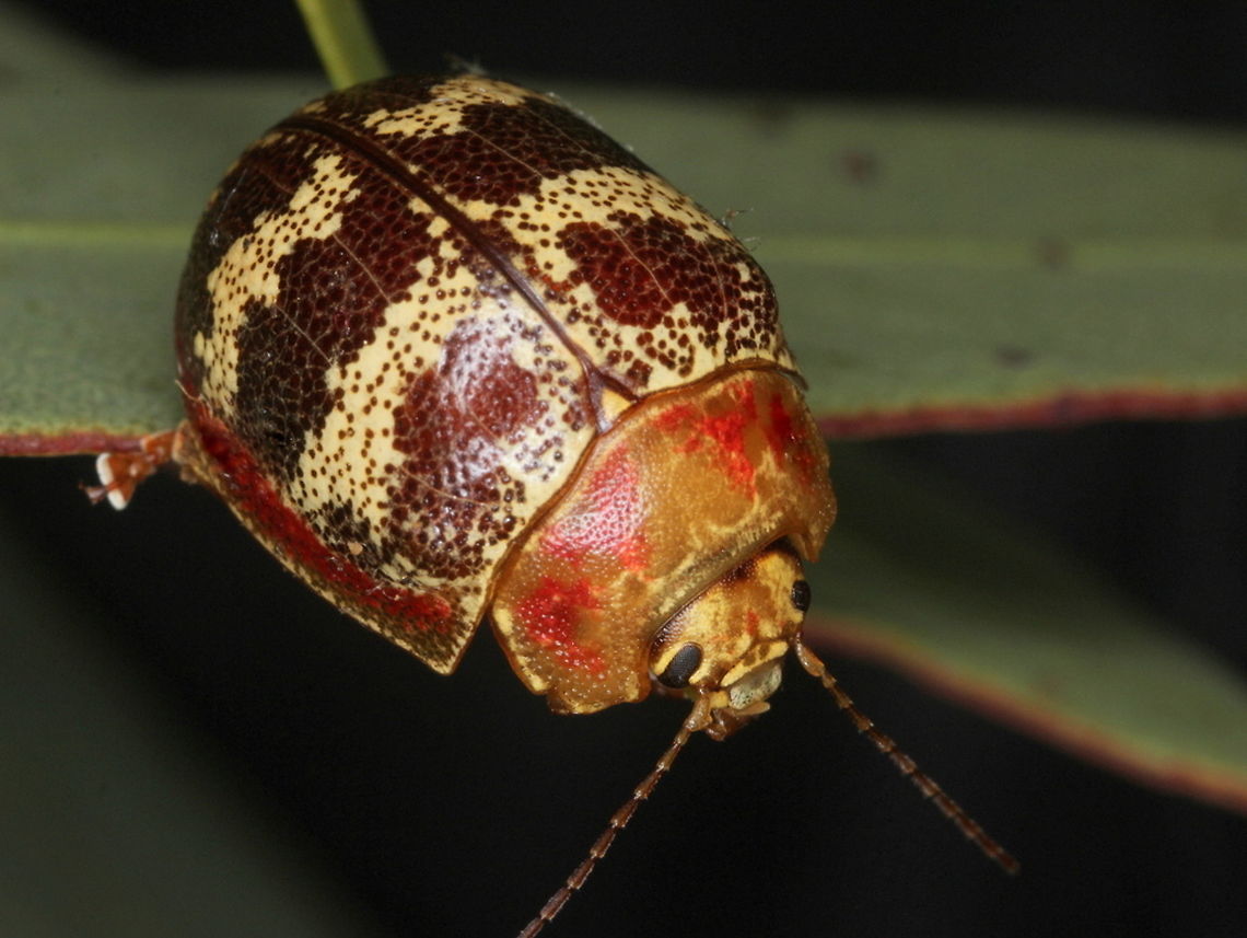 Paropsis mystica, Big Desert This leaf beetle is a desert dweller and known from South Australia east to the Western District of Victoria.  Australia,Chrysomelidae,Paropsis mystica,Spring,coleoptera,leaf beetle,paropsis