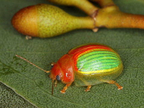 Paropsisterna_sp15 This bright beetle was found on Mallee Gums in the Bid Desert, Western Victoria.  Leaf beetles can be monophagous and  live on only one species of plant.  The red head is an excellent match for the seed buds which have a red cap.      Australia,Big Desert,Coleoptera,Leaf beetle,Paropsisterna