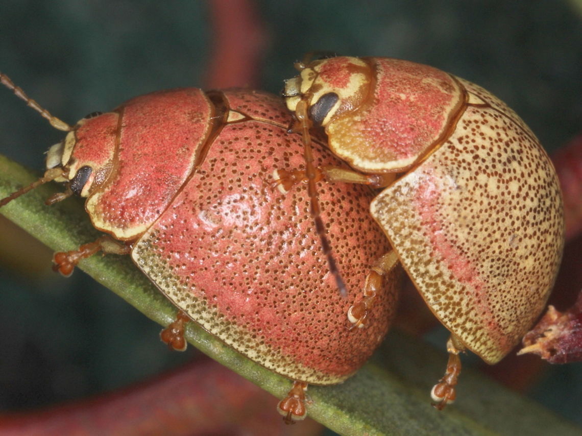 Paropsis roseola Big Desert This beetle is common in the desert of Western Victoria and is noted for its bright pink color, sometimes restricted entirely to the pronotum.  Australia,Chrysomelidae,Coleoptera,Insect,Paropsis,Paropsis roseola,leaf beetle