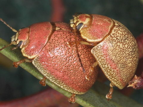 Paropsis roseola Big Desert This beetle is common in the desert of Western Victoria and is noted for its bright pink color, sometimes restricted entirely to the pronotum.  Australia,Chrysomelidae,Coleoptera,Insect,Paropsis,Paropsis roseola,leaf beetle