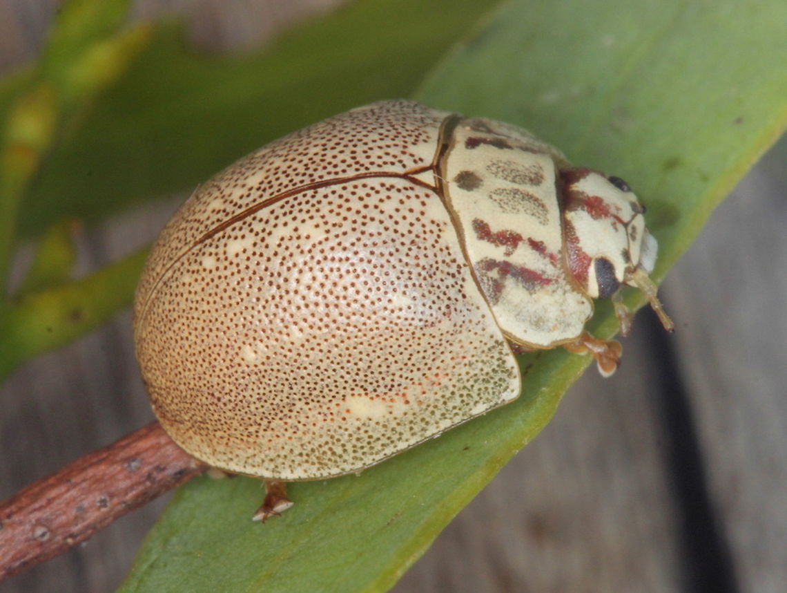 Paropsis deserti Big Desert This beetle is pale and crusty, well suited to the desert.  It is widespread across the inland of Australia.   It was found on a large fine leafed stringybark eucalyptus tree in Western Victoria. Australia,Big Desert,Chrysomelidae,Geotagged,Paropsis,Paropsis deserti,Spring,Yanac,coleoptera