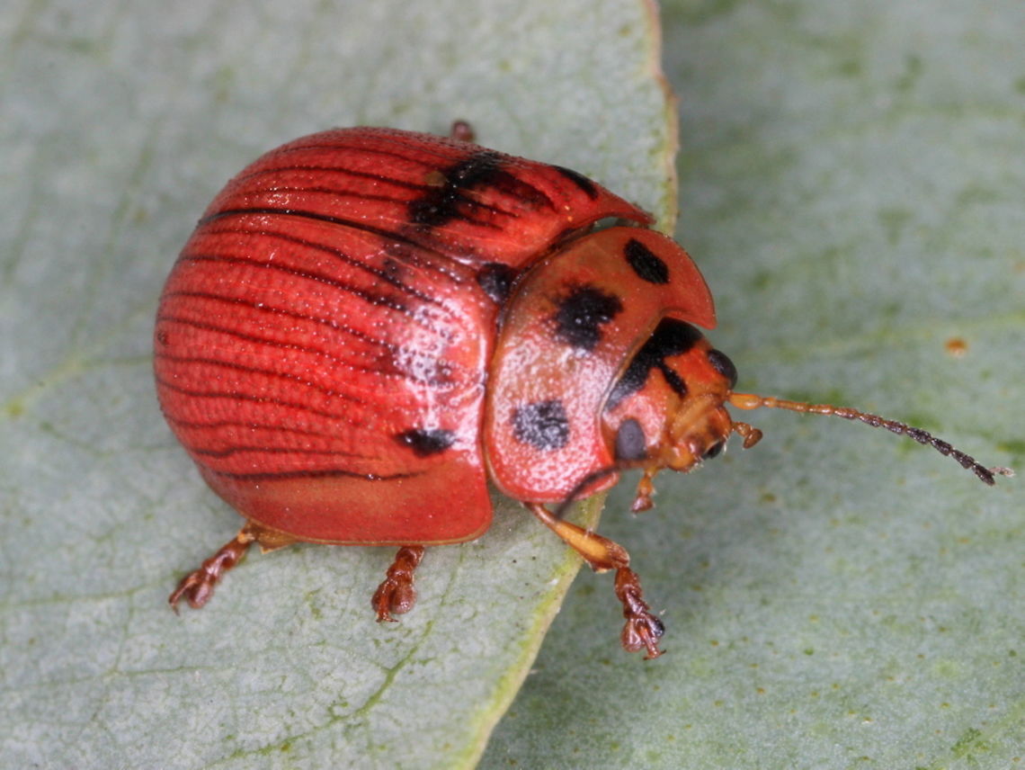 Paropsisterna lignea Mt Wombargo This leaf beetle is very variable being brown, yellow or red, with ten lines, alternately filled or entirely unmarked. <br />
The pronotum sometimes has three dots.  Australia,Geotagged,Paropsisterna lignea,Summer,chrysomelidae,coleoptera,leaf beetle,paropsisterna