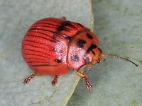 Paropsisterna lignea Mt Wombargo This leaf beetle is very variable being brown, yellow or red, with ten lines, alternately filled or entirely unmarked. <br />
The pronotum sometimes has three dots.  Australia,Geotagged,Paropsisterna lignea,Summer,chrysomelidae,coleoptera,leaf beetle,paropsisterna