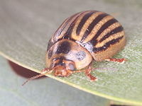 Paropsisterna lignea Omeo This species is very variable and may have lines along the ten striae.  This specimen has alternate striae filled in black.   Australia,Geotagged,Paropsisterna lignea,Summer,chrysomelidae,coleoptera,insect,leaf beetle,paropsisterna,paropsisterna lignea
