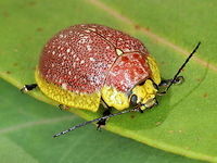 Beautiful Leaf Beetle (Paropsis bella) This bright red beetle has yellow lateral margins of the pronotum and skirt of the elytra.<br />
It seems scarce in Victoria and is brighter in color than the northern form of this species.  Australia,Geotagged,Paropsis bella,Summer,chrysomelidae,coleoptera,leaf beetle,paropsis